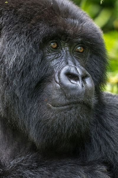 Africa-Rwanda-Volcanoes National Park-Close-up portrait of adult male Mountain Gorilla